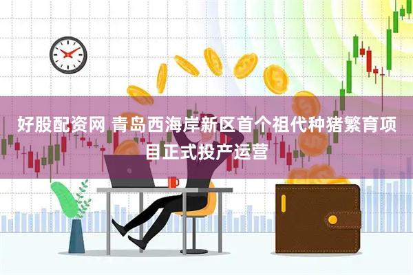 好股配资网 青岛西海岸新区首个祖代种猪繁育项目正式投产运营